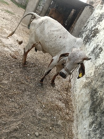 2 ગાય વેચવાની છે