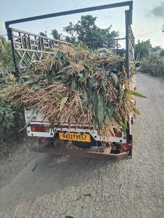 લીલી મકાઇનો સારો
