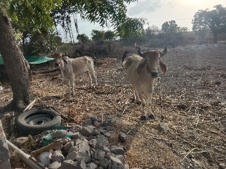 ગૉઠલા ‌વેચવાનાછે
