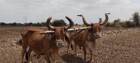 બળદ વેચવા ના છે