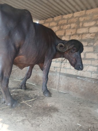 આ.જાફરી.ખડાયવેશવાનિછે