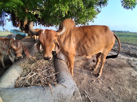 ગાય વેચવાની છે