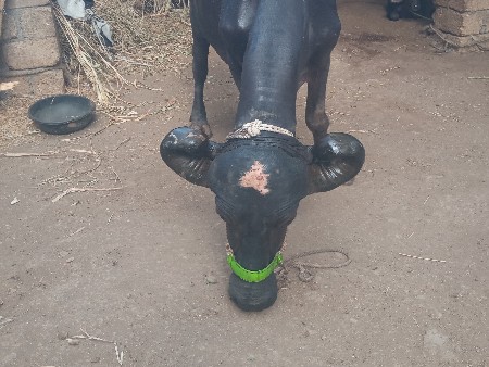 અ ભેસ વેચવા ની છે