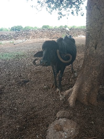 ભેંસ વેચવાની છે