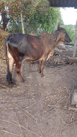 વેચવાની છે