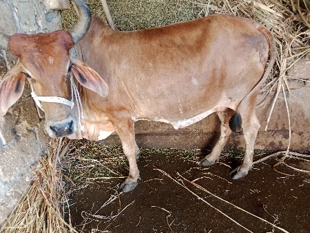 ગાય