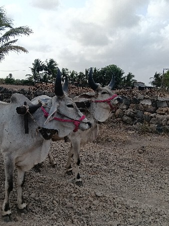 ગોધલા‌ વેચવા ના છે