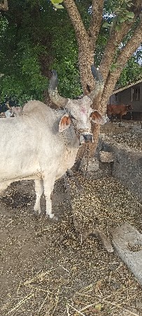 બળદ વેચવા છે