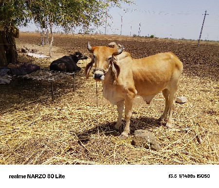 હાથીમાં હાલે બધામાં હાલે