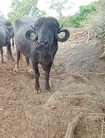 આ ખડાઈ વેચવાની છે સાટા માં ભેંસ અથવ