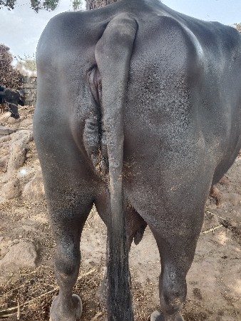 ભેશ
