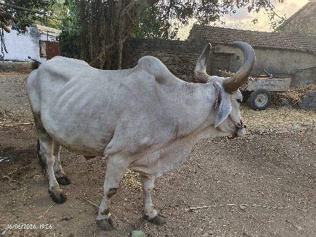ફુલ જવાબ દારી થી વેશ વનો છે