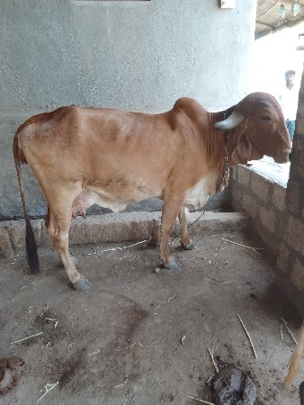 ગીર ગાય વેશવાની સે
