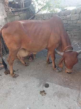 ગાય‌‌ વેચવાની છે..