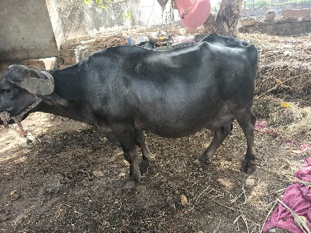 ભેંસ વેચવાની છે