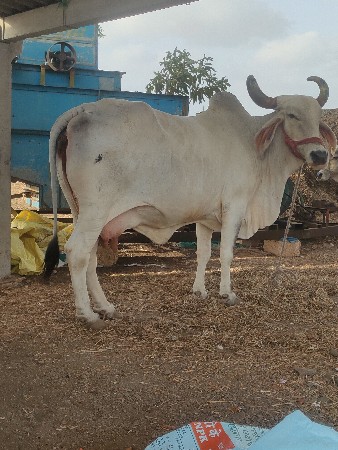 ગાય વેચવાની છે