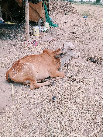 ગીર કાબરી ઓડકી