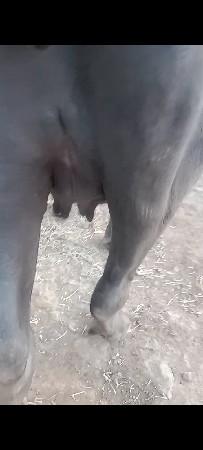 ભેંસ વેચવાની છે