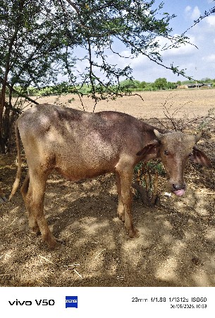 ભુરો પાડો વેચવાનો છે