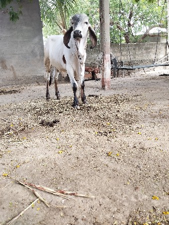 ગીર વાસડો વેસવાનો સે