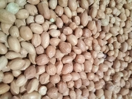 મગફળી બિયારણ
