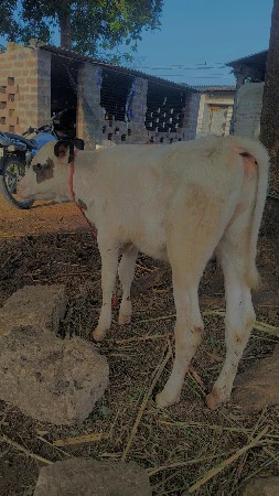 HF વાસડી