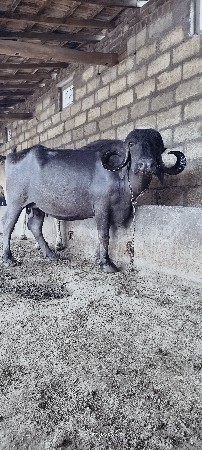 બે ભેંશ વેશ ની છે સાટા પણ કરસુ