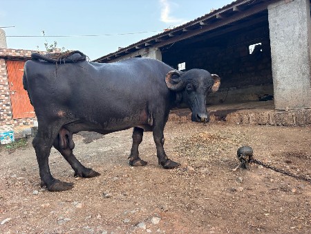 ભેંસ વેચવાની છે
