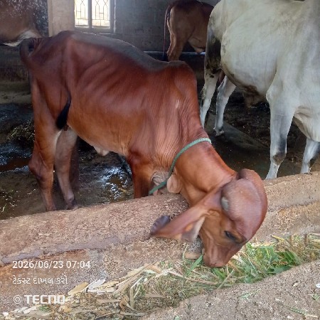 હોડકી વેચવાની છે