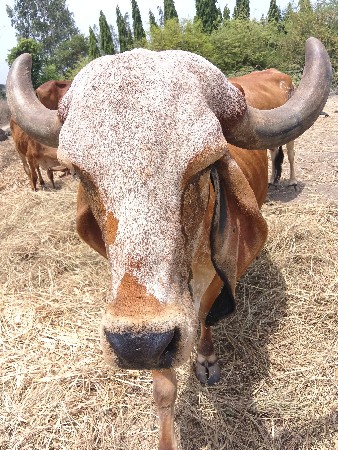 ગાય વેચવાની છે