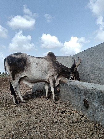 આ બળદ વેચવાનો છે