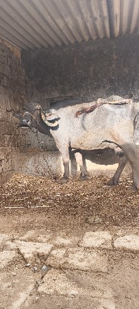 ભેસ વેચવાની સે