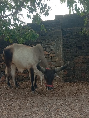ગોધલોવેચવાનોછેગાડેધોમહાલેસાતીમાઠાલા