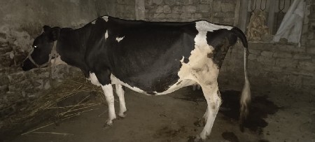 આપવા ની સે