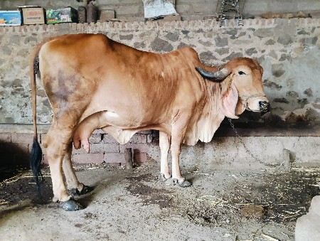 ગીર ગાય વેચવાની છે