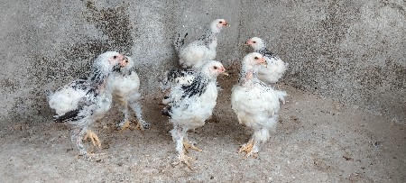 બ્રહ્મા બચ્ચા