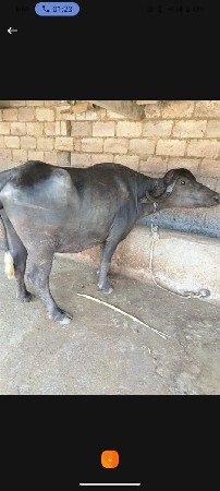 વીસ દિવસની કાચી