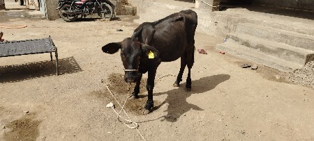 ગીર ક્રોસ વાછડી વેચવાની છે.