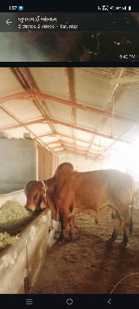 ખૂટ