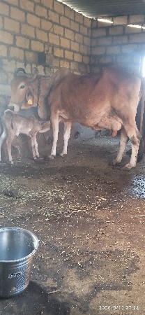 ગાય વેચવાની છે