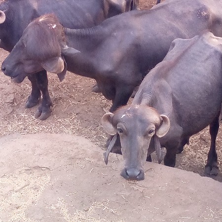 પાડોવેસવાનોછે