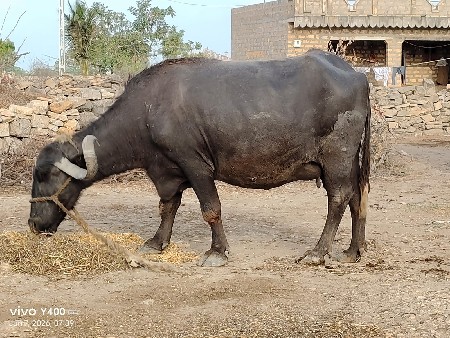 ભેસ‌ વેસવાનીસે