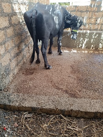 ખડેલી. વેસ. વાનીસે