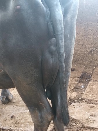 ભેંસ વેચવાની છે