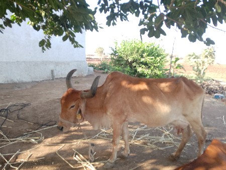 ગાય વેચવાની છે