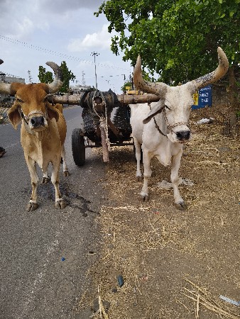 બે