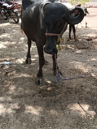 પેલું વેતર ખડાઈ વેચવાની છે