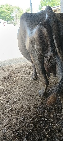 ભેંસ વેચવાની છે