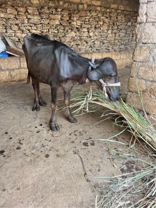 2 વર્ષ ની પાડી છે
