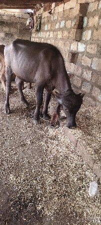 કોઈ ભાઈ પાસે વછેરી હોય તો સાટામા